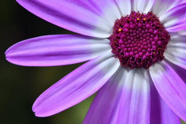 Όμορφο Και Φωτεινό Λουλούδι Osteospermum Βιολετί Χρώμα Κοντινό Πλάνο Μακροεντολή — Φωτογραφία Αρχείου