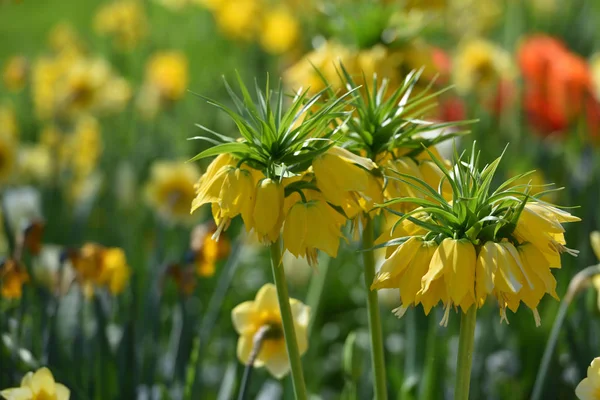 Όμορφη Φριτιλάρια Φυτών Κίτρινο Στο Φόντο Του Κήπου Την Άνοιξη — Φωτογραφία Αρχείου