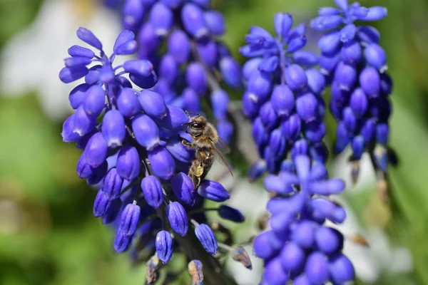 Primer Plano Abeja Come Néctar Azul Muscari Flores Macro Fotografía — Foto de Stock