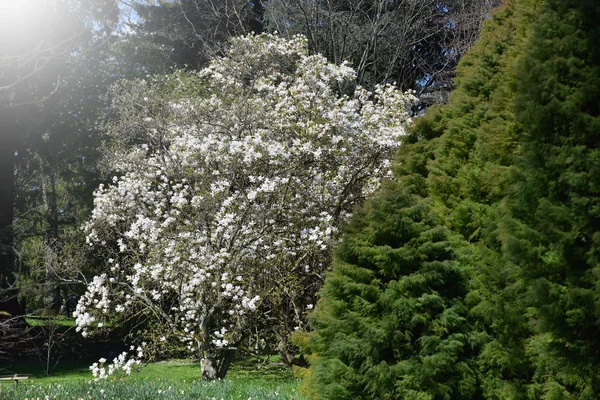 Dense Flowering Cherry White Sakura Many Flowers Flowering Cherry Spring — Stock Photo, Image