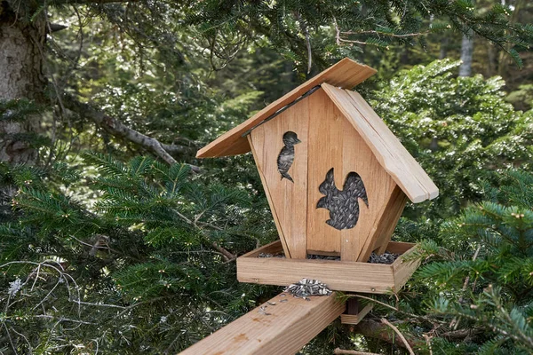A squirrel feeder in the form of a house, installed in a coniferous forest on a spruce and filled with food - black sunflower seeds. Squirrel feeder in the German forest Schwarzwald