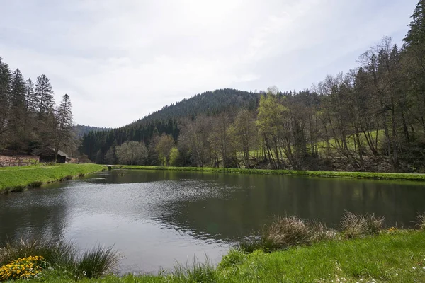 Beautiful Landscape Reservoir Which Lot Trout Swims Highlands Forest Schwarzwald — 스톡 사진