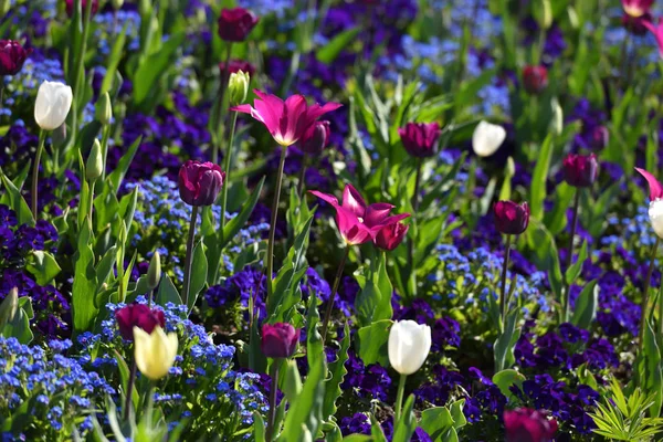 White Tulips Lilac Yellow Garden Sunny Day — Stock Photo, Image