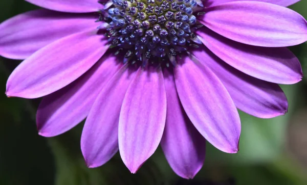 สวยงามและสดใส Osteospermom ดอกไม ใกล แมโคร — ภาพถ่ายสต็อก