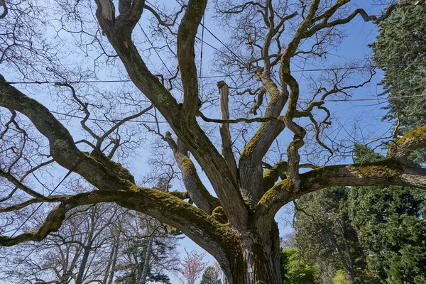 Büyük Eski Ağaç Dallı Styphnolobium Japonicum Ilkbaharda Yapraksız Almanya Nın — Stok fotoğraf