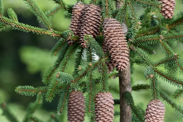 Beautiful Fresh Fir Cones Spruce Branches Closeup — 스톡 사진