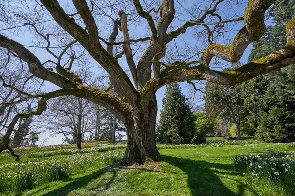 Large Old Branched Tree Styphnolobium Japonicum Spring Leaves Blue Sky — Stock Photo, Image