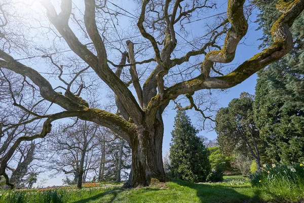 Büyük Eski Ağaç Dallı Styphnolobium Japonicum Ilkbaharda Yapraksız Almanya Nın — Stok fotoğraf