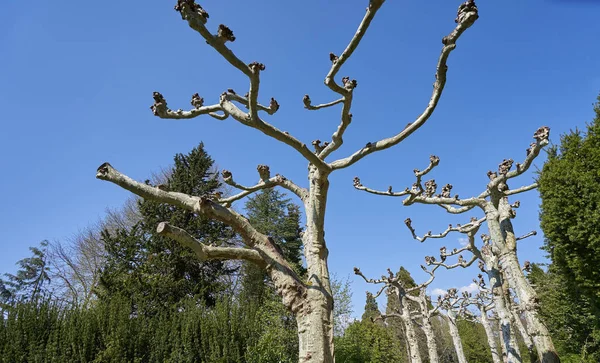 Avrupa Güzel Bir Platanus Ağacının Alışılmadık Kıvrımlı Dalları Mavi Parlak — Stok fotoğraf