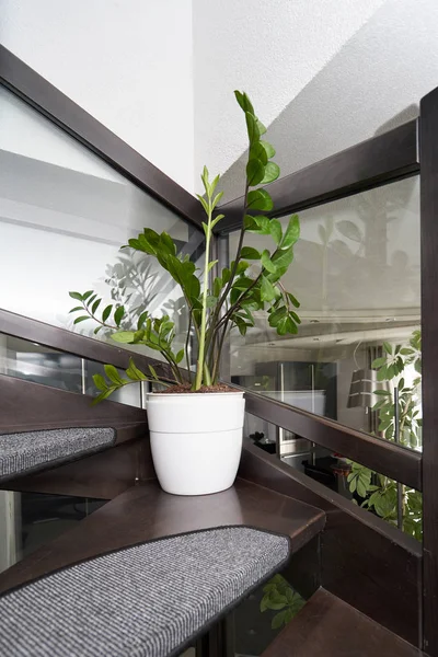 Zamiokulcas Blume Topf Steht Auf Einer Treppe Haus — Stockfoto