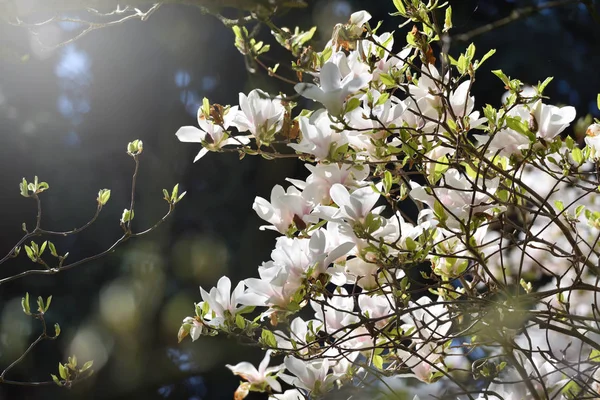 Dichte Bloei Van Witte Magnolia Veel Grote Bloemen Tijdens Bloei — Stockfoto