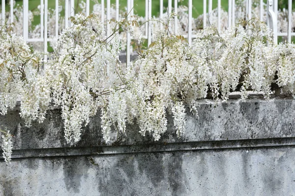 Glycine Blanche Pousse Long Pont Dans Parc Dans Jardin Européen — Photo