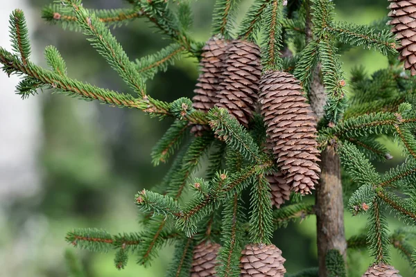 Beautiful Fresh Fir Cones Spruce Branches Closeup — 스톡 사진