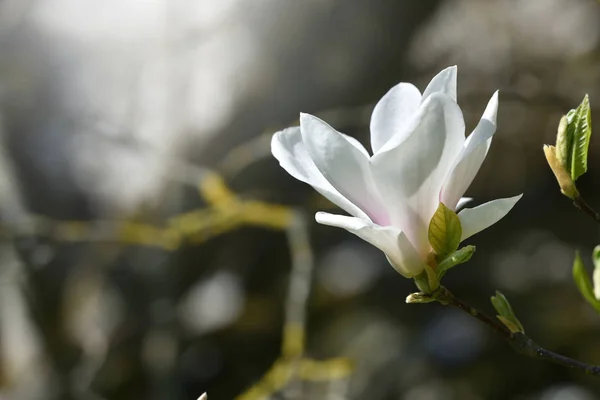 Große Weiße Magnolienblüte Nahaufnahme Einem Garten Europa — Stockfoto