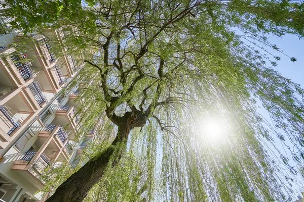 Jasne Świeże Gałęzie Wierzby Wiosną Tle Miejskiego Wysokiego Budynku Widok — Zdjęcie stockowe