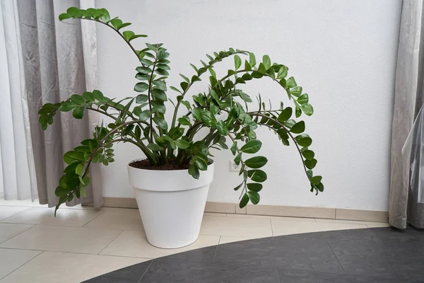 Large Zamioculcas Flower Stands Floor Background Curtain — 스톡 사진