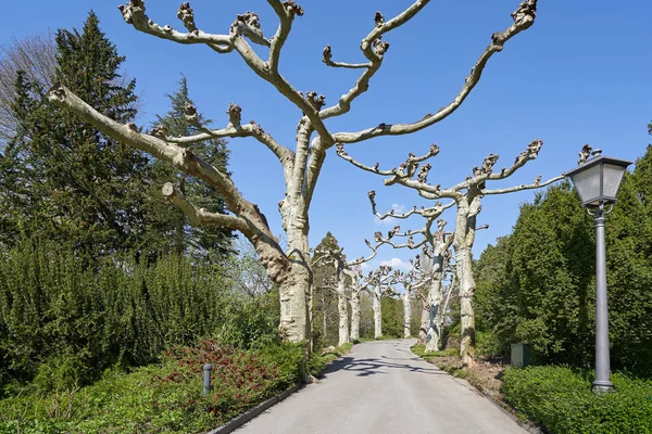 Hermoso callejón y sendero con insólitos árboles de Palatanus con ramas retorcidas contra un cielo brillante y azul —  Fotos de Stock