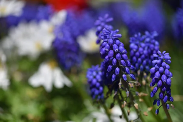 Hermosas Frescas Flores Muscari Primer Plano Jardín Casero Primavera — Foto de Stock