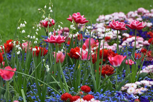 Розовые Тюльпаны Фоне Других Цветов Саду — стоковое фото