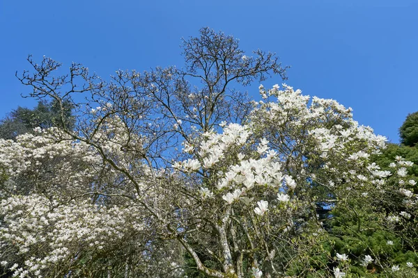Fehér Magnólia Virágzik Kék Égen Sok Nagy Virág Tavaszi Magnólia — Stock Fotó