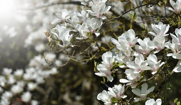 Густе Цвітіння Білої Магнолії Багато Великих Квітів Під Час Цвітіння — стокове фото