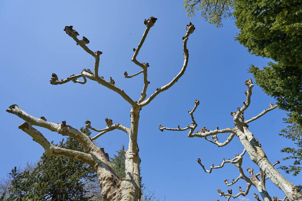 Unusual and curved branches of a beautiful platanus tree in Europe, against a blue and bright sky
