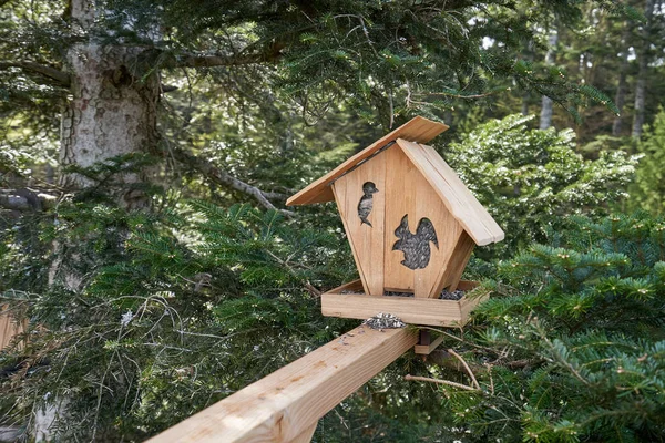 A squirrel feeder in the form of a house, installed in a coniferous forest on a spruce and filled with food - black sunflower seeds. Squirrel feeder in the German forest Schwarzwald