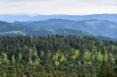 Almanya 'nın Schwarzwald kentindeki Avrupa ormanlarındaki kozalaklı orman ve tepelerle dolu resimli bir manzara. Ekoloji, turizm kavramı