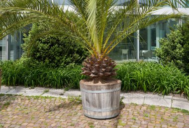 Avrupa 'da bir şehrin ön cephesinde büyük bir ahşap saksıda büyük bir palmiye ağacı bitkisi.