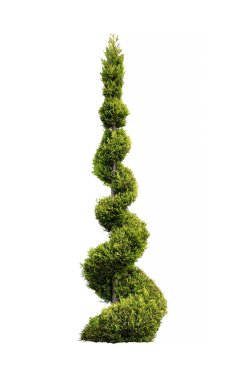 Thuja kozalakları izole edilmiş beyaz arkaplanda spiral şeklinde budanmış..