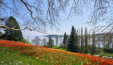 Kırmızı ve sarı lalelerden oluşan bir tarlası ve Bodensee Gölü manzarası olan resim gibi bir manzara.
