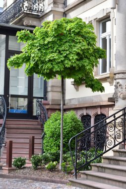 Avrupa 'nın merkezindeki bir iskan binasının arka planında küçük bir akçaağaç var..