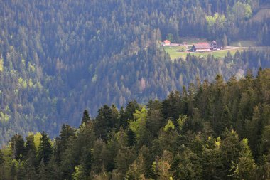 Kozalaklı ağaçlar Almanya 'nın Schwarzwald kentindeki Avrupa ormanlarında bir yamaçta yetişir. Metin için yer.