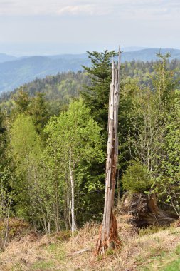 Almanya 'nın Schwarzwald kentindeki Avrupa ormanlarındaki dağların tepesindeki güçlü rüzgarlardan kopmuş kozalaklı ağaçlar..