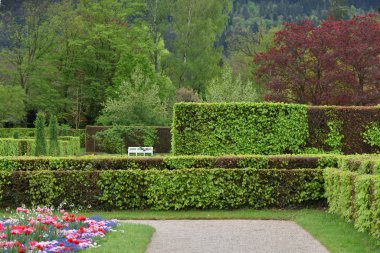 Baden Baden 'de bir Avrupa halk parkındaki çalı çalılar, bahar zamanı
