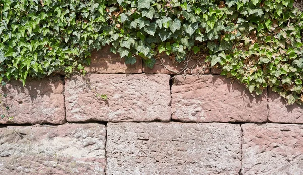 Parede Bloco Pedra Envelhecida Planta Escalada Textura Parede Blocos Pedra — Fotografia de Stock