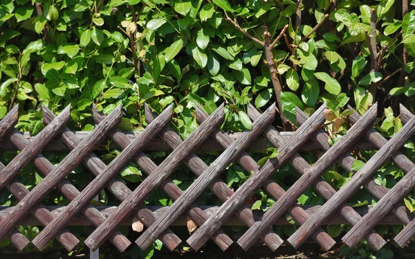 Uma Bela Cerca Jardim Forma Diamante Madeira Feita Madeira Envelhecida — Fotografia de Stock