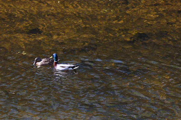 Zwei Enten Bei Der Paarung Eine Ente Schwimmt Einer Anderen — Stockfoto