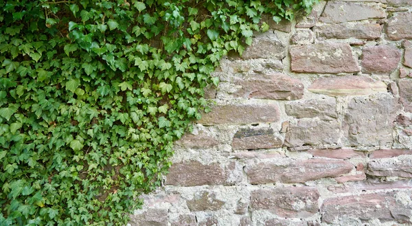 Stará Kamenná Zeď Horolezecká Rostlina Struktura Stěny Kamenných Bloků — Stock fotografie