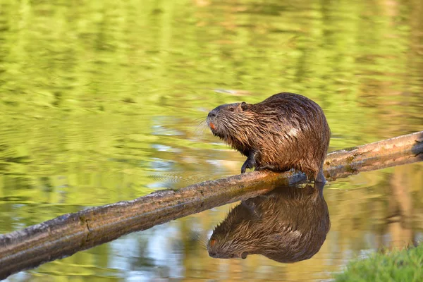 Wet Nutria Sits Log Pond Reflected Water — 스톡 사진