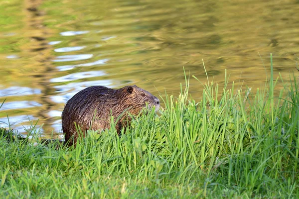 Nutria Wet Hair Green Grass Background Pond — 스톡 사진