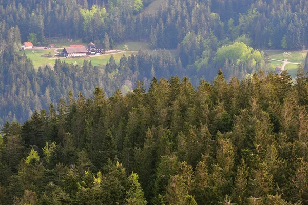 Kozalaklı Ağaçlar Almanya Nın Schwarzwald Kentindeki Avrupa Ormanlarında Bir Yamaçta — Stok fotoğraf