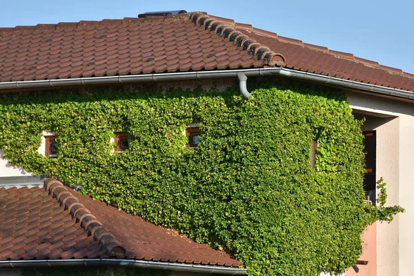 Maison couverte de plantes grimpantes. Murs d'une maison avec une usine d'escalade dans une ville européenne — Photo