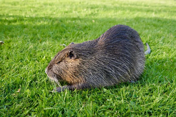 Nutria Molhada Senta Grama Verde Parque Cidade — Fotografia de Stock