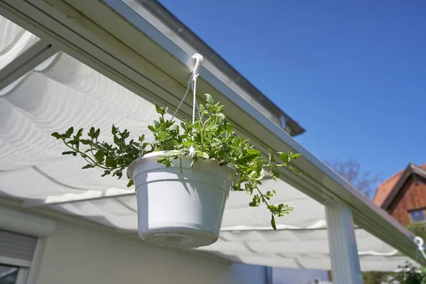 Sospeso vaso di fiori bianchi in estate nel giardino di casa — Foto Stock