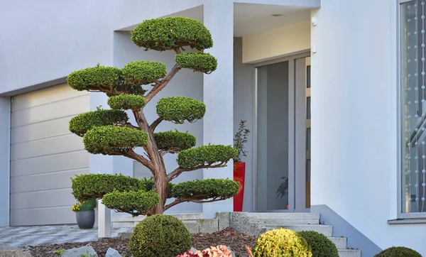 Bela Árvore Curvada Grande Bonsai Canteiro Flores Contra Fundo Uma — Fotografia de Stock