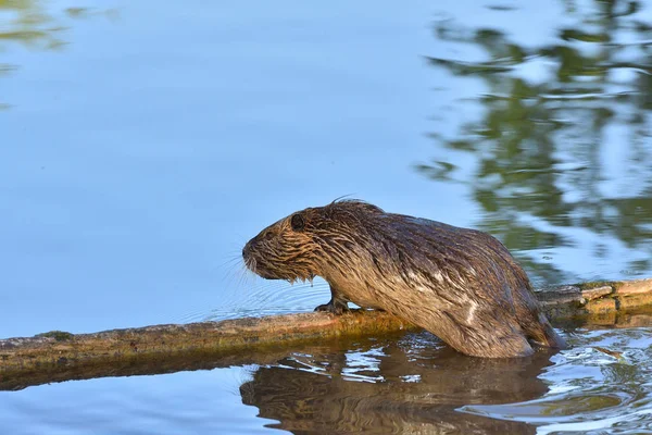 Wet Nutria Crawls Out Water Log Pond Reflected Water — 스톡 사진