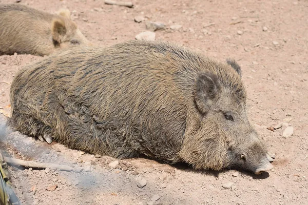 Grande Sporco Cinghiale Giace Addormentato Terra Una Giornata Sole — Foto Stock