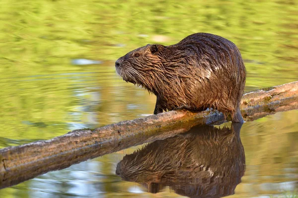 Nutria Molhada Senta Log Acima Uma Lagoa Refletida Água — Fotografia de Stock