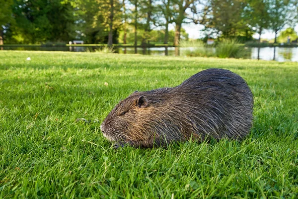 Uma Nutria Com Cabelo Molhado Grama Verde Fundo Lagoa — Fotografia de Stock